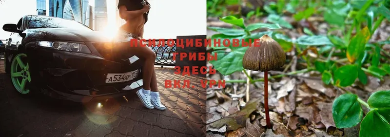 Псилоцибиновые грибы Psilocybe  Бирюч 